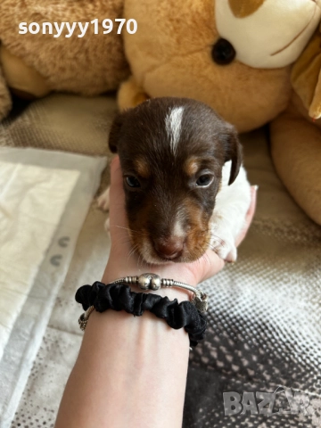 ДЖАК РЪСЕЛ БЕБЕТА-250ЛВ ЗА БРОЙ 1509251635, снимка 6 - Джак ръсел териер - 51722652