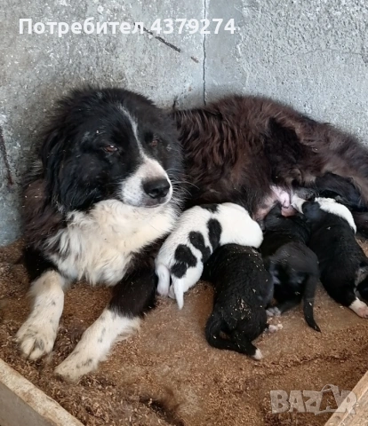 чистопородни овчарски кученца , снимка 8 - Каракачанска овчарка - 54031076