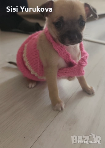 Чихуахуа на 45 дена момиче , снимка 2 - Чихуахуа - 54019630