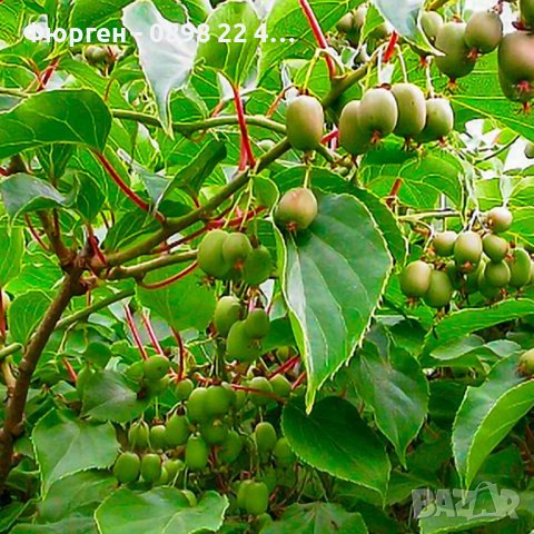 Киви Actinidia arguta Issai - МИНИ КИВИ – малко познато и много вкусно!, снимка 8 - Разсади - 38164416