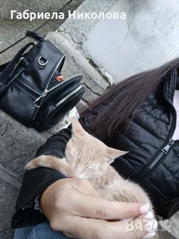 Подарявам коте СПЕШНО , снимка 2 - Други - 56334764