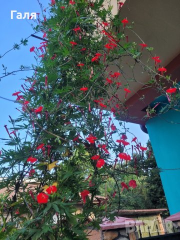 Ипомея - Кипърска Лоза (Кардинал), снимка 14 - Стайни растения - 42231597