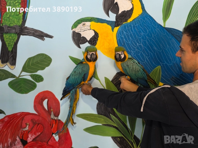 Бебета  ара, снимка 1