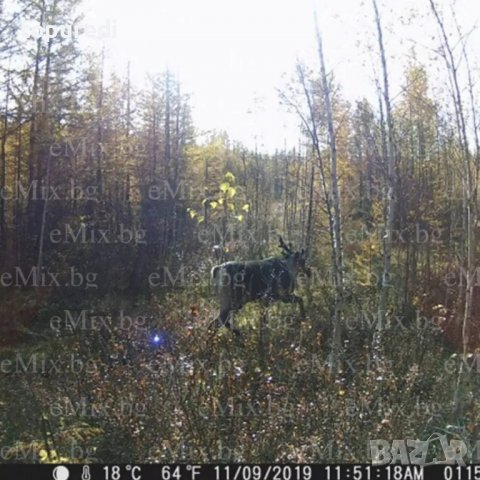 ЛОВНА КАМЕРА, FULL HD, снимка 5 - Камери - 36970856