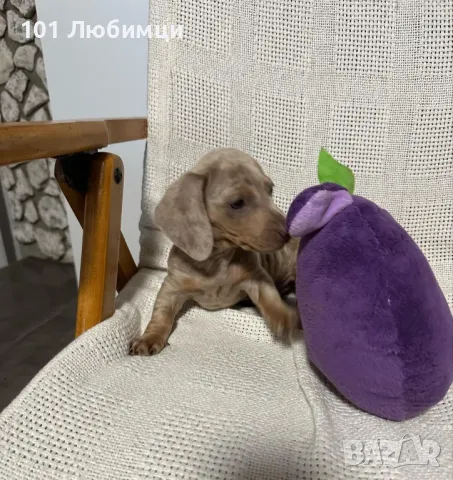  Дакел мини, снимка 7 - Дакели - 48256802