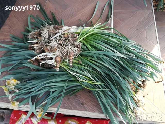 НАРЦИСИ-ГРЪМ ОТ 25БР ЗА 25ЛВ 1004251505, снимка 4 - Градински цветя и растения - 49846195