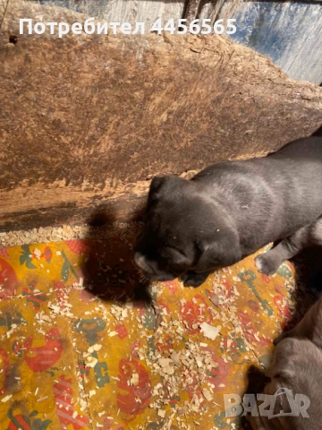 Кане Корсо , снимка 4 - Кане корсо - 52669282