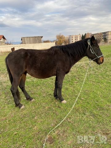 Кобила с малко конче