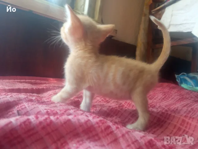 Търся дом на котенцата от снимките - 3 женски, снимка 4 - Други - 55987094