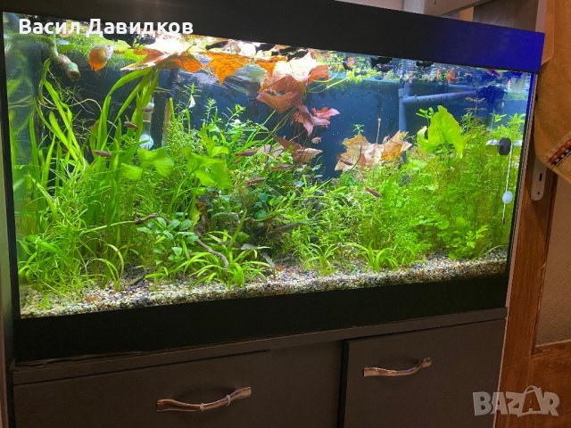 Живородни рибки , снимка 9 - Рибки - 44500989