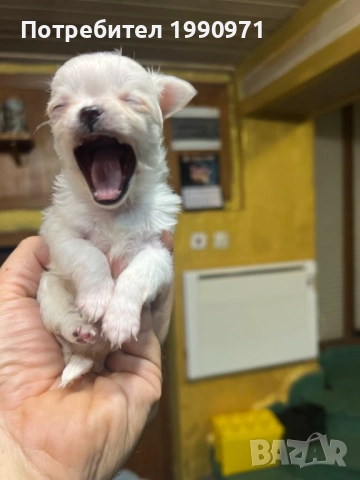 Мъжко мини чихуахуа, снимка 3 - Чихуахуа - 52889492