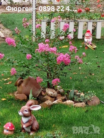 Лагерстремия - индийски люляк Налични 6 цвята 