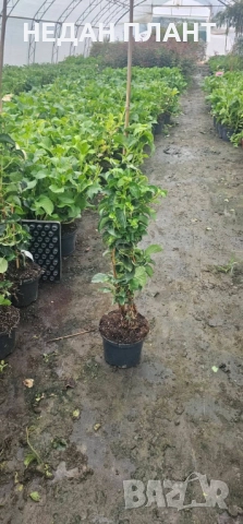 Катерлива хортензия, снимка 2 - Градински цветя и растения - 51984948