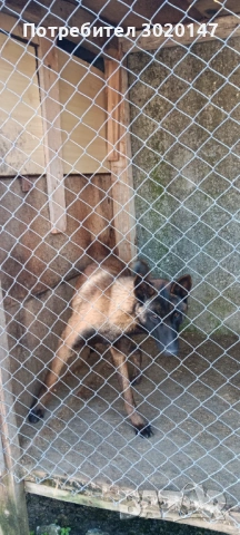 Белгийска овчарка , снимка 5 - Белгийска овчарка - 53969574