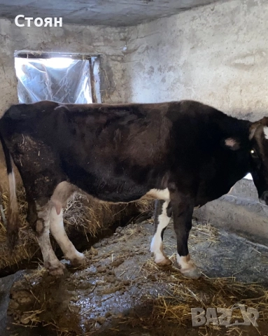 Продавам крави 2 