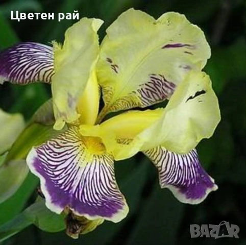 Ризоми на ириси 2€брой цвят на късмет от показаните , снимка 7 - Градински цветя и растения - 54198963