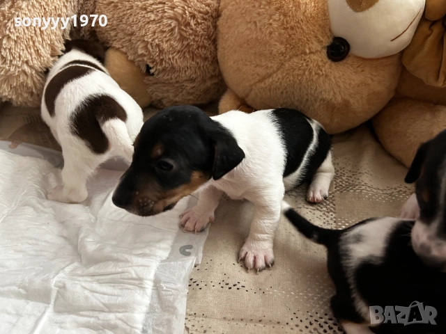 ДЖАК РЪСЕЛ 250ЛВ ЗА БРОЙ 1209250813, снимка 5 - Джак ръсел териер - 51686447