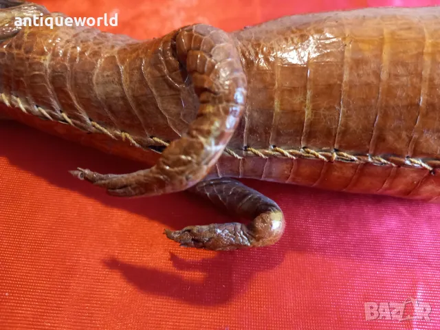 Препариран КРОКОДИЛ, Кайман, снимка 9 - Антикварни и старинни предмети - 48232689