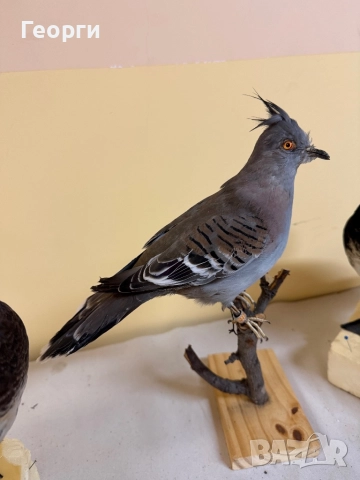 Препарирани птици, снимка 2 - Оборудване и аксесоари за оръжия - 52893190