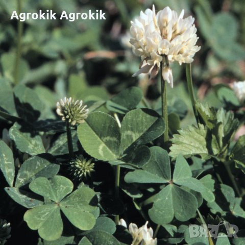 семена Бяла детелина 1 кг , снимка 1