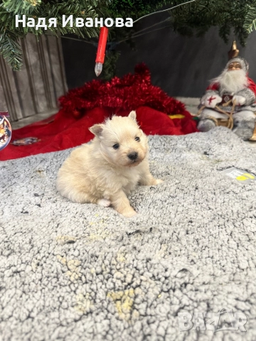 Шпиц, снимка 3 - Померан - 52907341