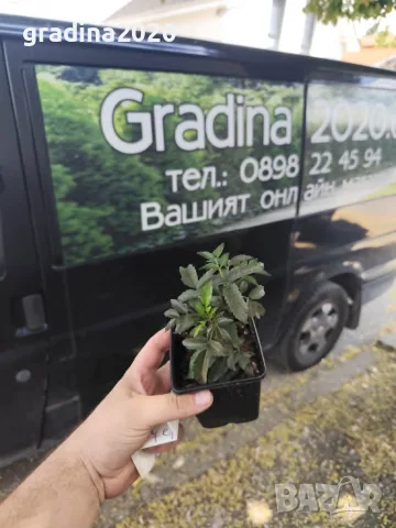 Бъз „Черна кула“ – Sambucus nigra ‘Black Tower’, снимка 6 - Разсади - 55862118