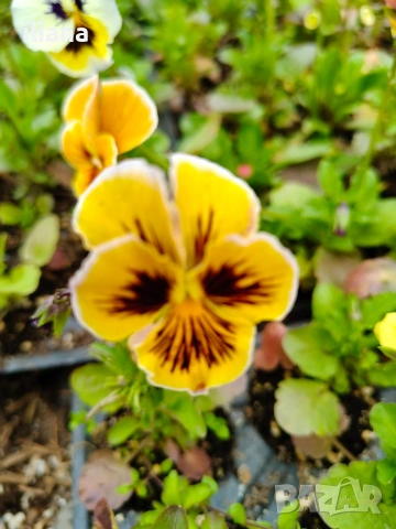 Продавам теменужки, снимка 2 - Градински цветя и растения - 54018842