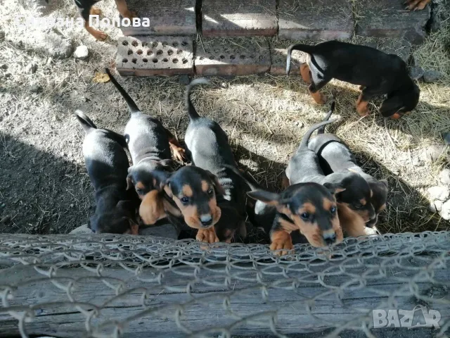 БАЛКАНСКИ ГОНЧЕТА, снимка 10 - Гонче - 56489120