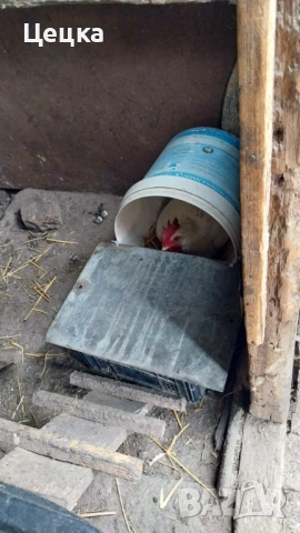 Яйца за консумация, снимка 5 - Други животни - 54003107