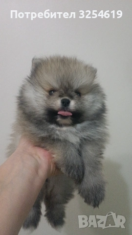 Померан, снимка 2 - Померан - 53048345