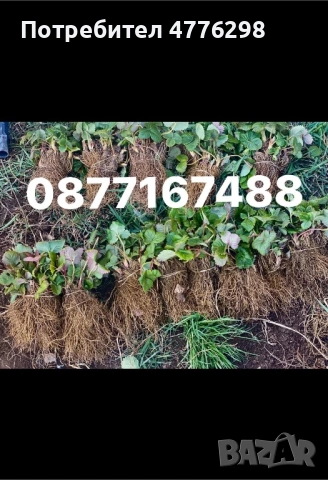 Качествен разсад малини и ягоди , снимка 5 - Разсади - 54051598