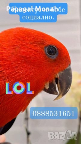 Еклектуси бебета  , снимка 3 - Папагали - 43860662