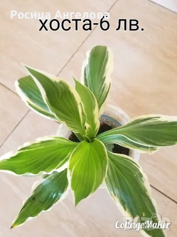 Хоста, восъче, кливия, зефирантес, ехмея, снимка 4 - Стайни растения - 50299483