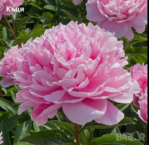 Корен от розов,селски божур. 