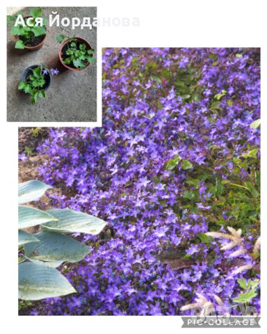 Градински цветя и храсти, снимка 6 - Градински цветя и растения - 42084094