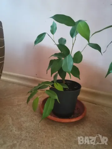 Бенджамин 150 см висок, снимка 7 - Стайни растения - 43049124