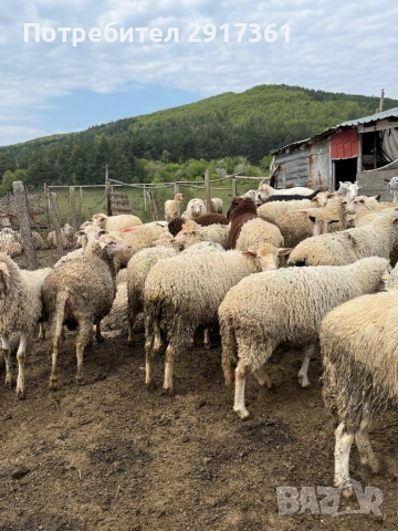 Ovce, снимка 5 - Овце - 54356491