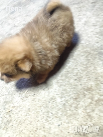 шпиц померан , снимка 2 - Шпиц - 52793634