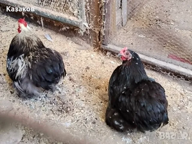 Продавам чифт мини кохин