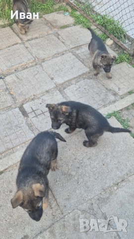 Немски овчарки Сивак, снимка 4 - Немска овчарка - 54333836