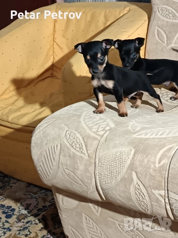 Пинчер мини , снимка 8 - Пинчер - 52934252