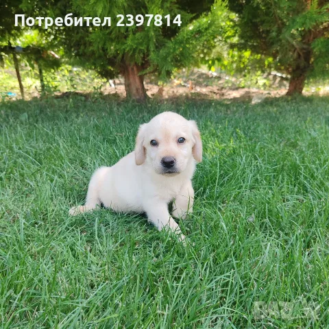 Лабрадор ретривър , снимка 5 - Лабрадор ретривър - 55743243