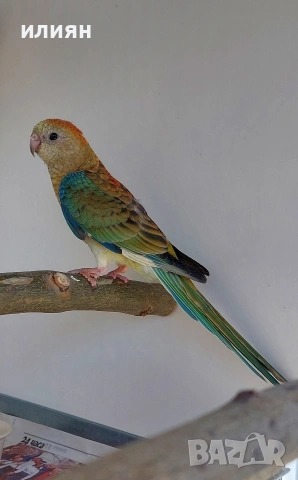 Пойни папагали