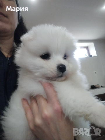 Прекрасно женско самоедче, снимка 3 - Самоед - 52508611