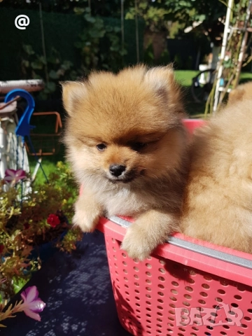 Померан померани Гр. София, снимка 5 - Померан - 51952079
