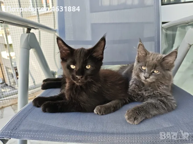 Котенца от породата Мейн-Кун, снимка 3 - Мейн кун - 55845427