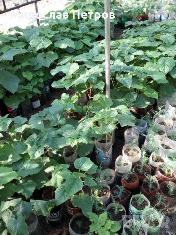 Продава пауловния томентоса, снимка 5 - Сортови семена и луковици - 27093793