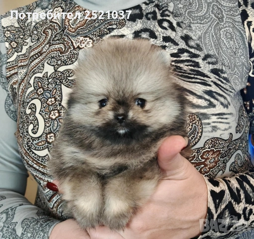 Мини померанче 