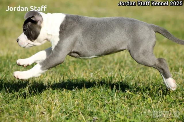 *Американски Стафордшир Териер бебета с FCI родословие- Jordan Staff Kennel*, снимка 9 - Американски стафордширски териер - 28596325