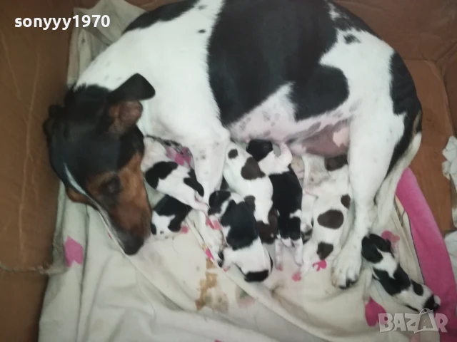 джак ръсел 1308251505